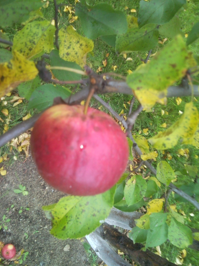 Обрезка яблонь